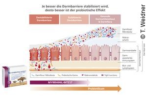 Grafik: Je besser die Darmbarriere stabilisiert wird, desto besser ist der probiotische Effekt. Myrrhinil-Intest und Probiotika-Einnahme wirken sich positiv auf die Darmbarriere aus.  