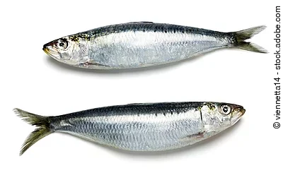 zwei ganze Sardinen vor weißem Hintergrund