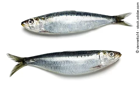 zwei ganze Sardinen vor weißem Hintergrund