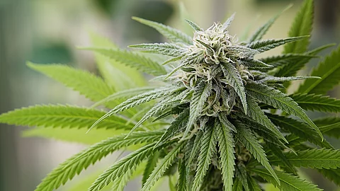 A large green flowering bud on a marijuana plant. Blüte einer Cannabispflanze