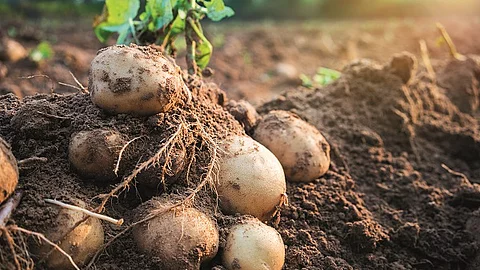 Kartoffelknollen auf einem Feld frisch geerntet.