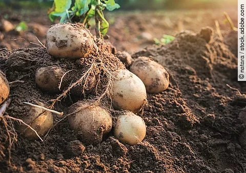Kartoffelknollen auf einem Feld frisch geerntet.