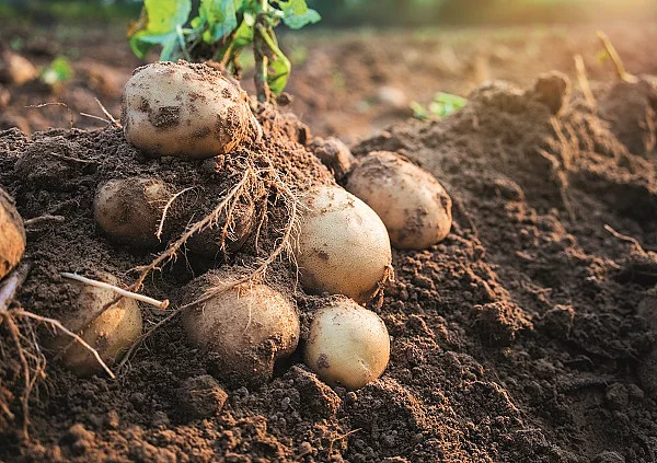 Kartoffelknollen auf einem Feld frisch geerntet.