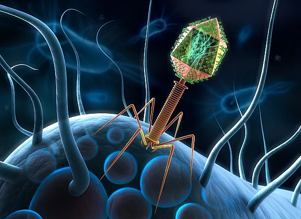 Bakteriophage auf Bakterium