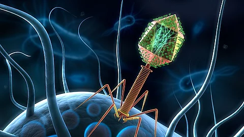 Bakteriophage auf Bakterium Bakteriophage auf Bakterium