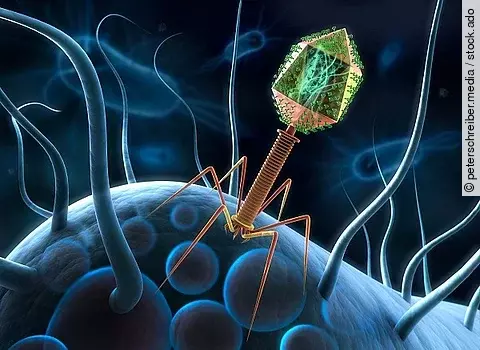 Bakteriophage auf Bakterium
