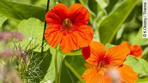 Kapuzinerkresse mit Blüte.