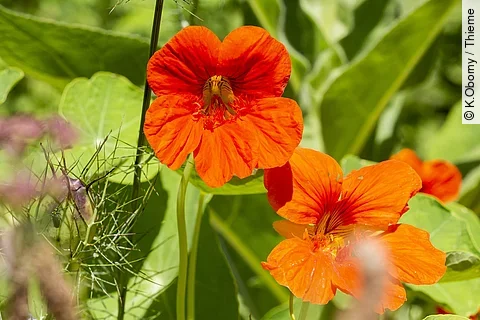 Kapuzinerkresse mit Blüte.