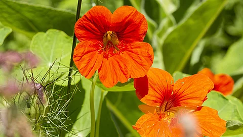 Kapuzinerkresse mit Blüte.