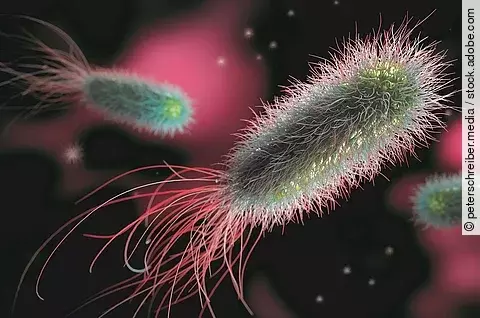 Illustration: Bakterien, Legionellen