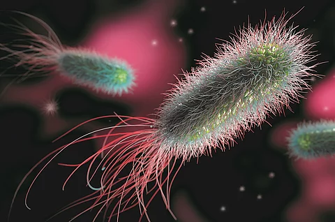 Illustration: Bakterien, Legionellen