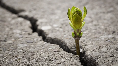 Resilienz zartes Pflänzchen wächst aus einem Spalt im Asphalt