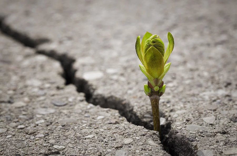 Zartes Pflänzchen wächst in einem Spalt im Asphalt
