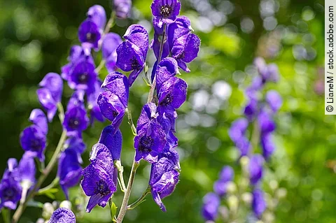 Blauer Eisenhut oder Aconitum napellus - blaue Blüten in der Nahaufnahme.