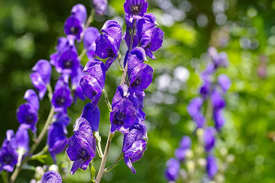 Blauer Eisenhut oder Aconitum napellus - blaue Blüten in der Nahaufnahme.