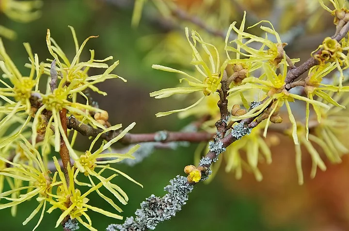 Hamamelis virginiana 17 Hamamelis virginiana, Zaubernuss, virginische Zaubernuss