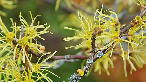 Hamamelis virginiana, Zaubernuss, virginische Zaubernuss