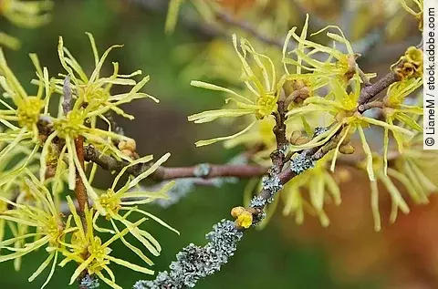 Hamamelis virginiana, Zaubernuss, virginische Zaubernuss