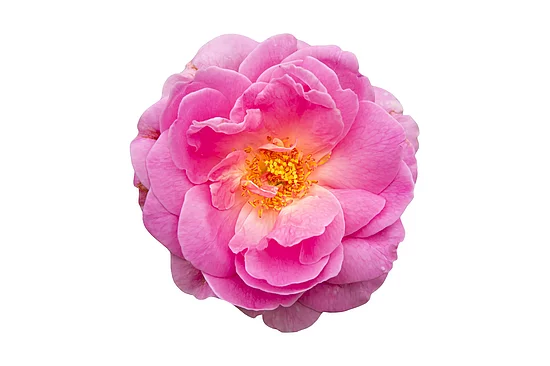 Blüte Rosa damascena