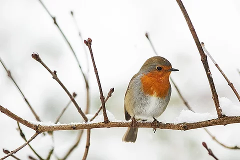 Rotkehlchen auf verschneitem Zweig