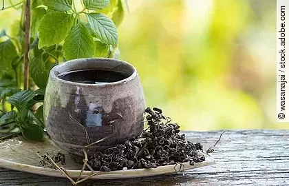 Jiaogulanpflanze und Teetasse mit getrocknetem Kraut