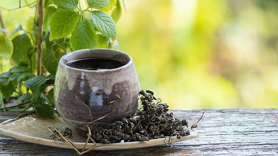 Jiaogulanpflanze und Teetasse mit getrocknetem Kraut