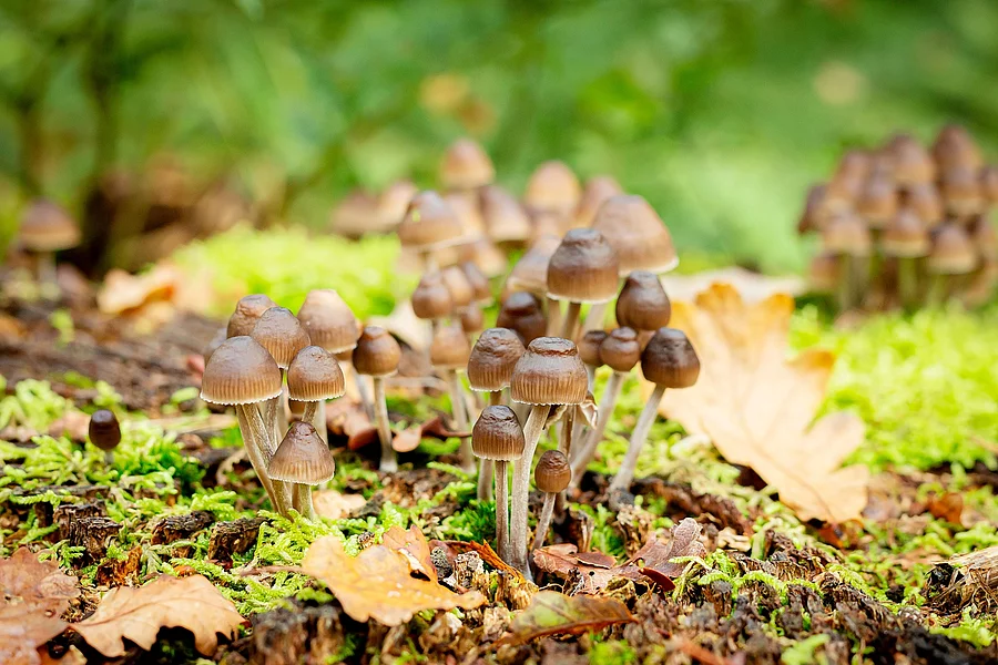 Psilocybe mexicana im Wald im Moosbett.
