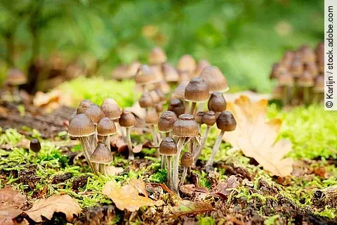 Psilocybe mexicana im Wald im Moosbett.