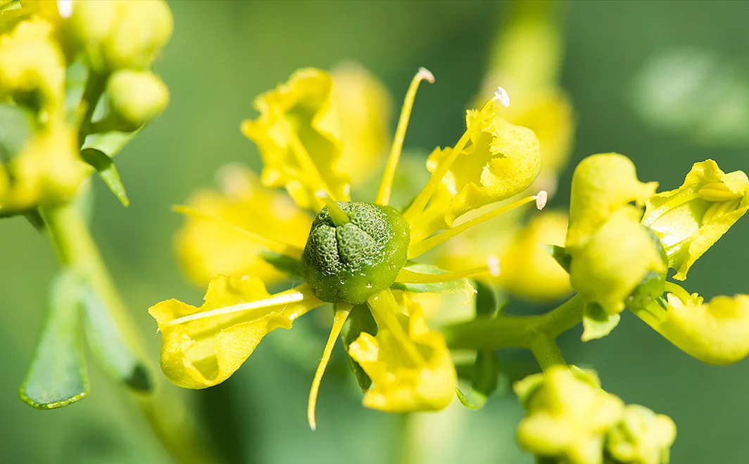 Weinraute, Nahaufnahme der gelben Blüten