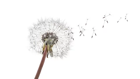 Pusteblume, deren Samen ausfallen