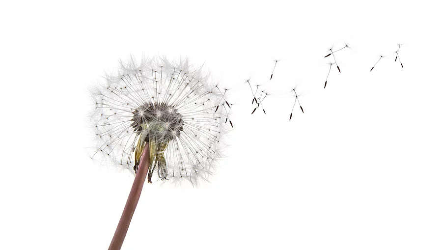 Pusteblume, deren Samen ausfallen
