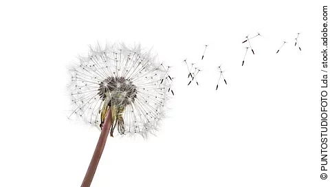 Pusteblume, deren Samen ausfallen