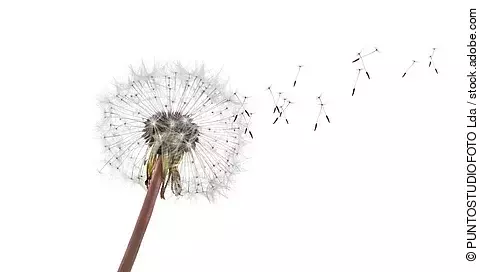 Pusteblume, deren Samen ausfallen