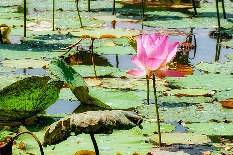 Lotus, Lotusblüte, Teich, Blüte, rosa