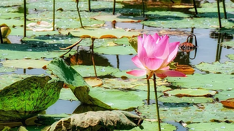 Lotus, Lotusblüte, Teich, Blüte, rosa