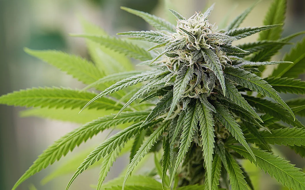  Hanfpflanze Cannabis 