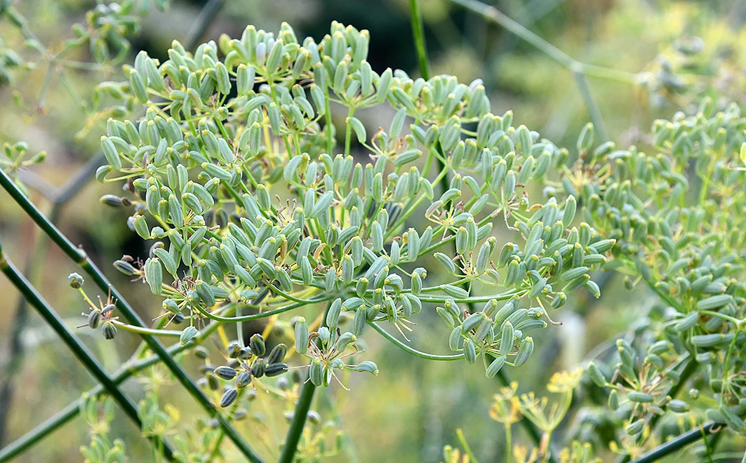 Fenchel