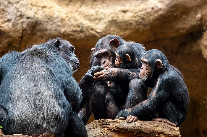 A chimpanzee family on their favorite place of family cohesion i Schimpansenfamilie