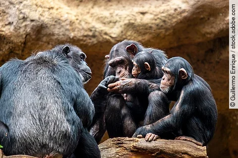 Schimpansenfamilie 