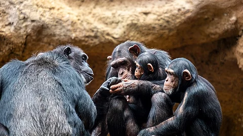 Schimpansenfamilie 