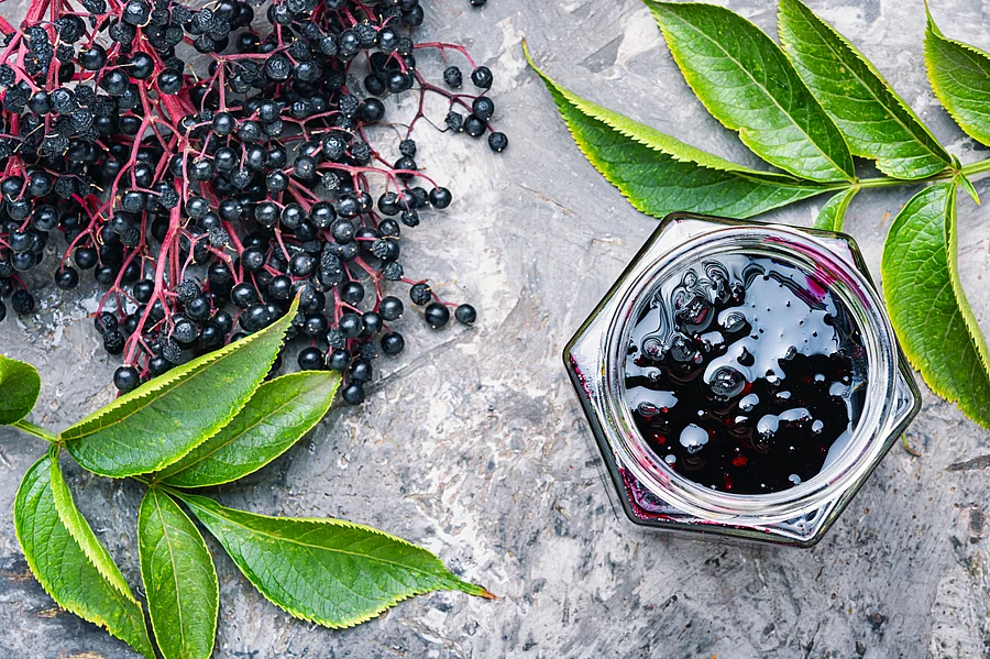 Holunderbeeren auf grauem Untergrund