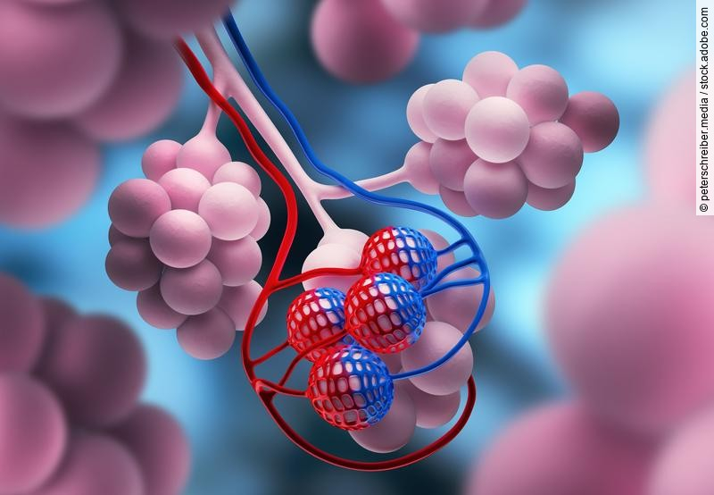 Alveolen, Lungenbläschen als medizinische Illustration
