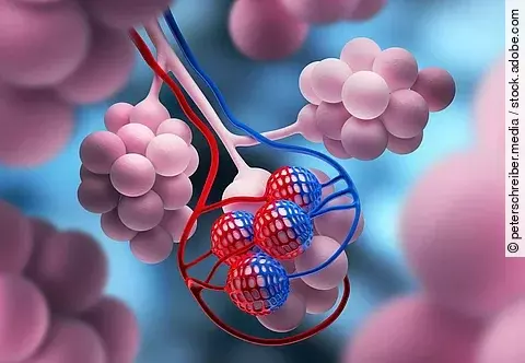 Alveolen, Lungenbläschen als medizinische Illustration