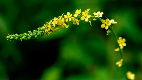 Blütenrispe des Odermennig