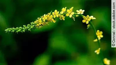 Blütenrispe des Odermennig