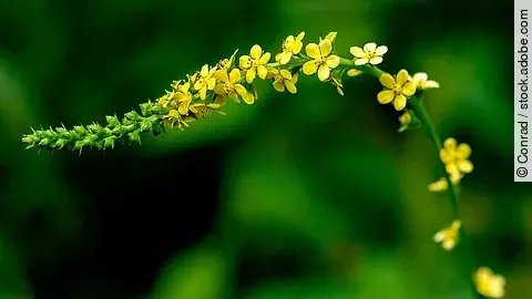 Blütenrispe des Odermennig