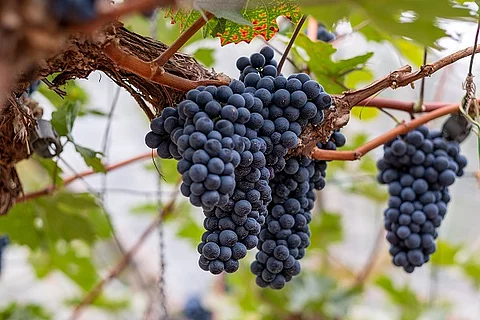 rote Weintrauben am Weinstock