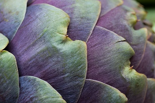 Frische Artischocke in der Nahaufnahme.