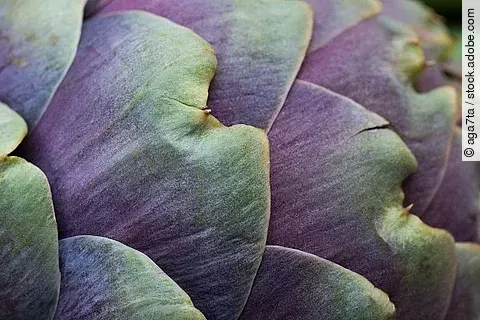 Frische Artischocke in der Nahaufnahme.