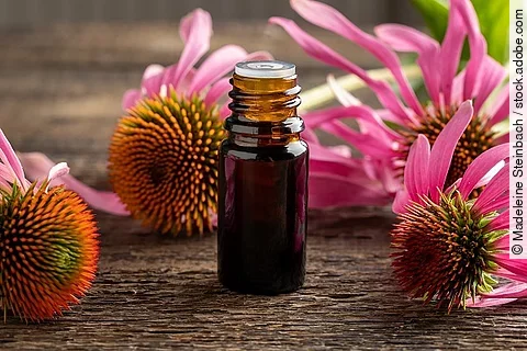 Echinaceablüten und Braunfläschchen auf Holz; Echinacea, Braunfläschchen, Naturheilkunde